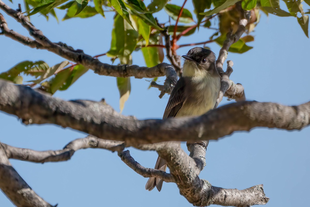 Eastern Phoebe - ML642866299
