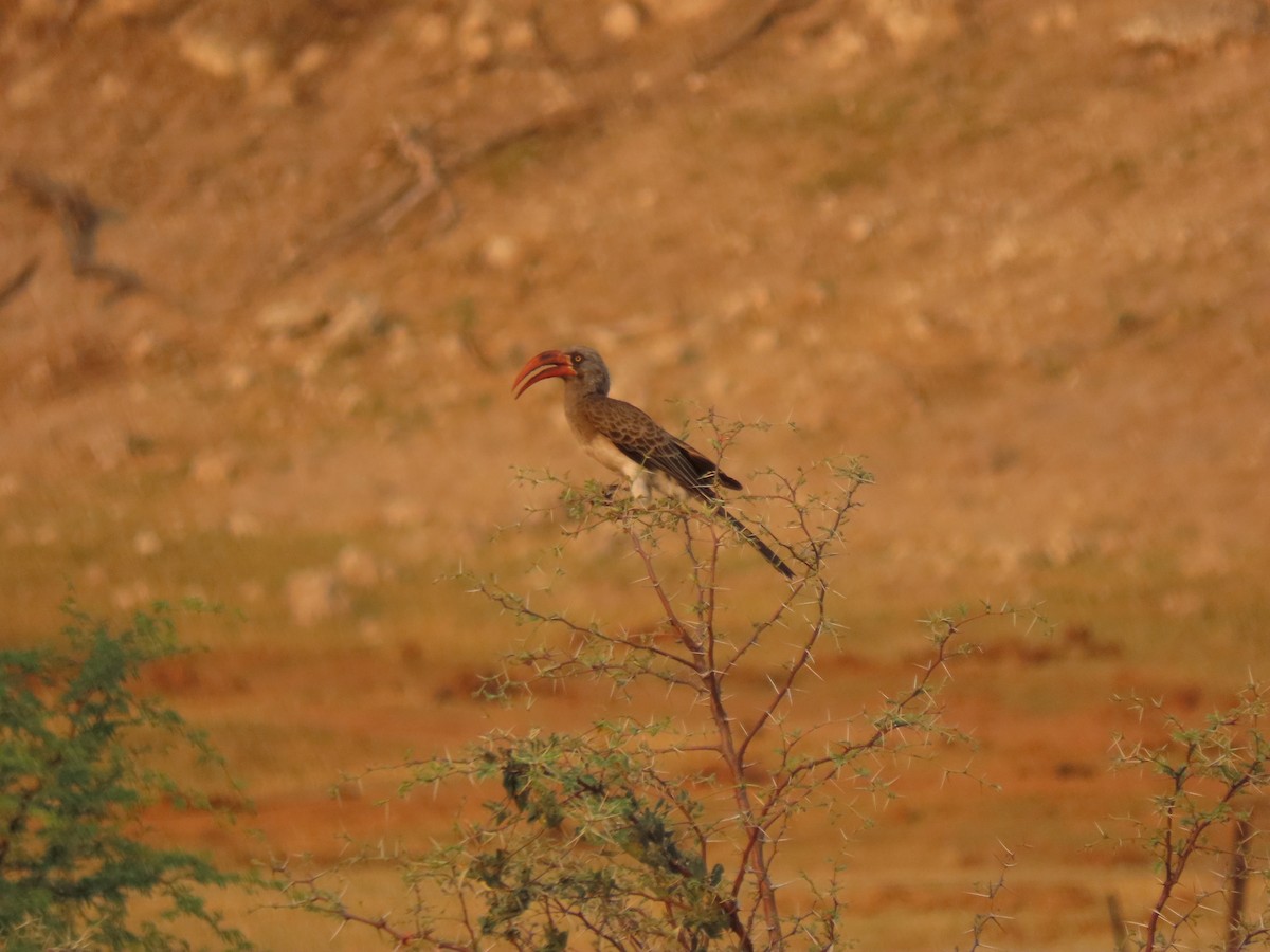 Bradfield's Hornbill - ML642866321