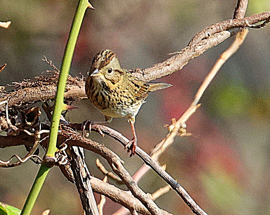 Lincoln's Sparrow - ML642866322