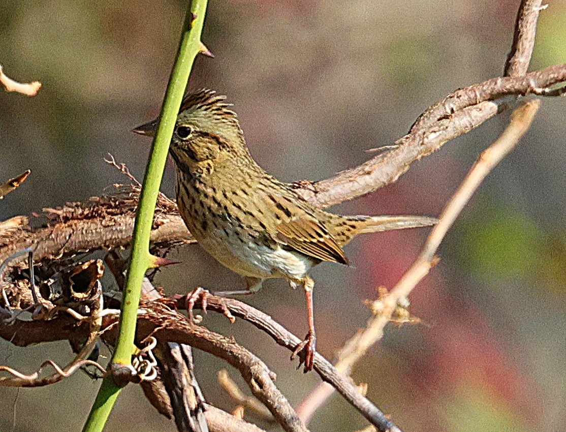 Lincoln's Sparrow - ML642866323