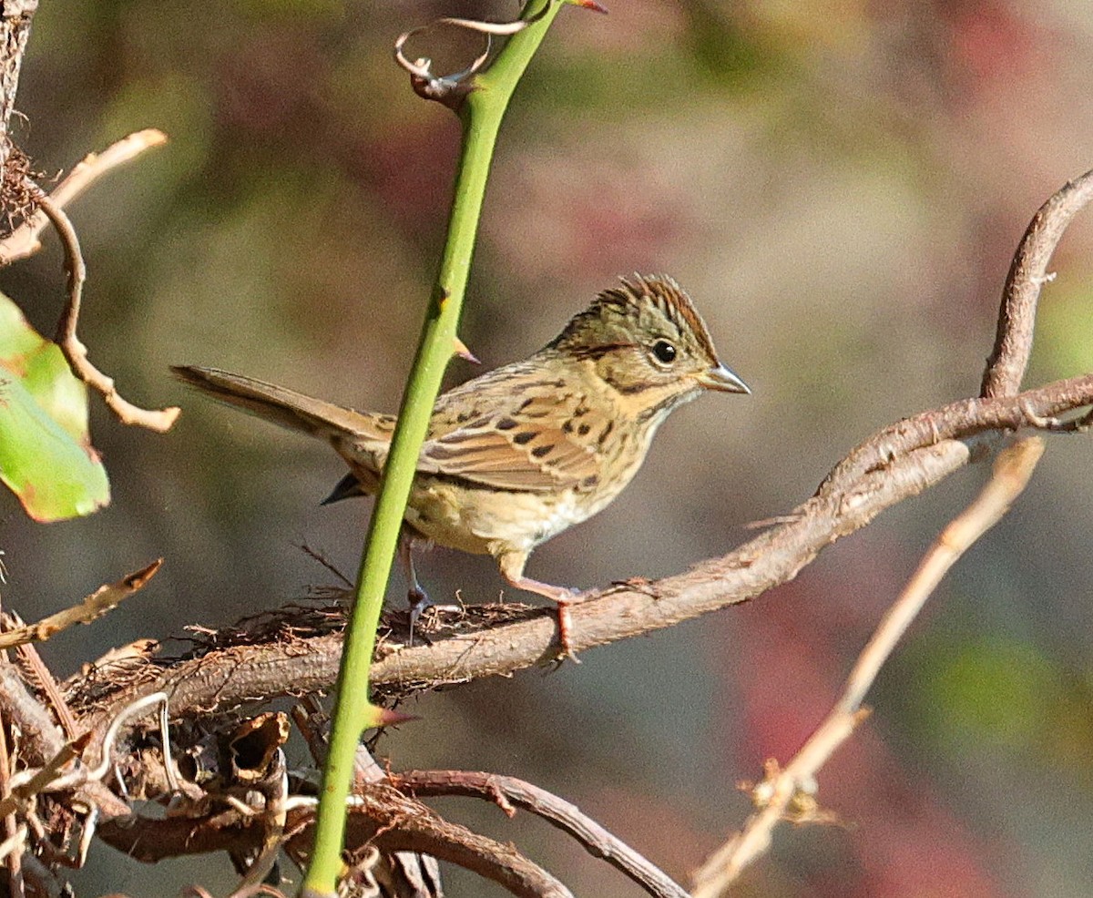 Lincoln's Sparrow - ML642866324