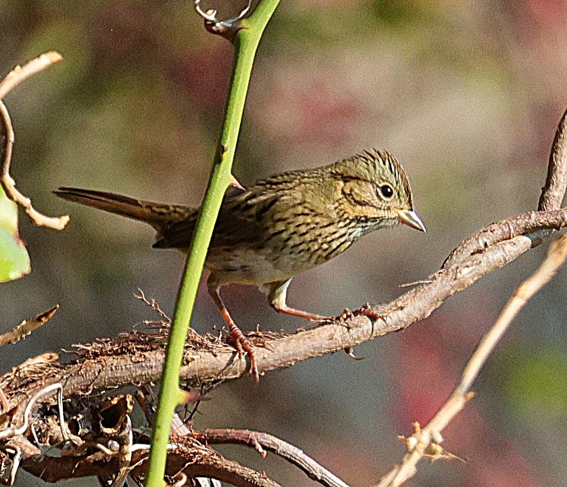 Lincoln's Sparrow - ML642866325