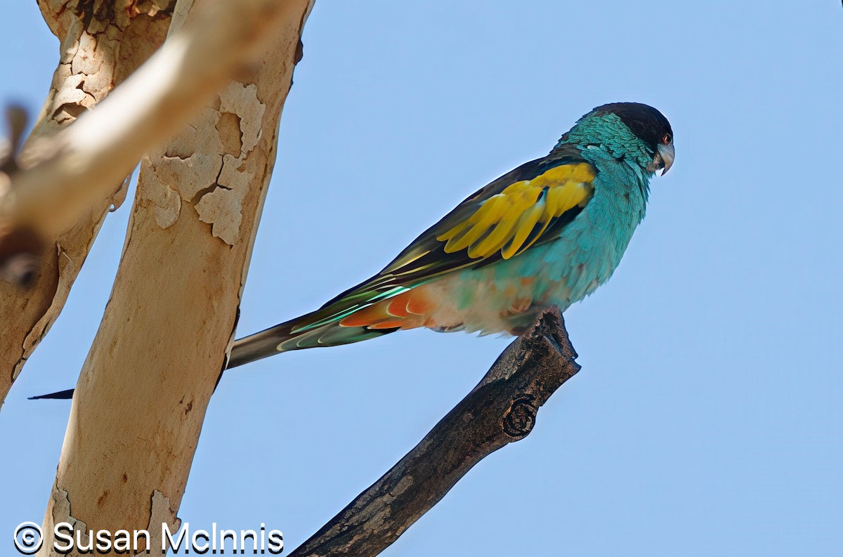 Hooded Parrot - ML642866330