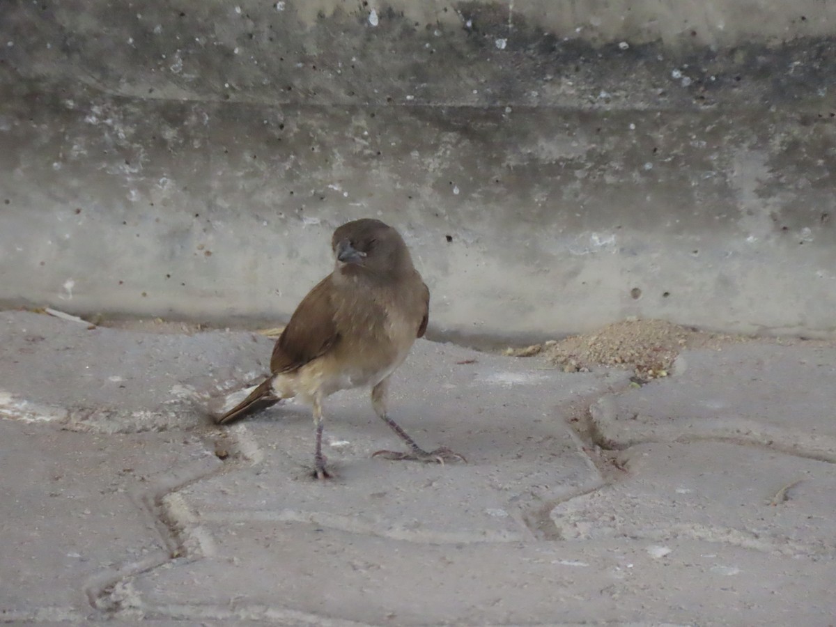 Southern Gray-headed Sparrow - ML642866332