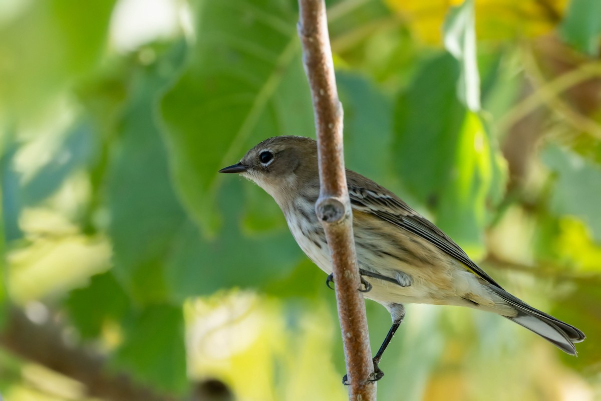 Yellow-rumped Warbler - ML642866333