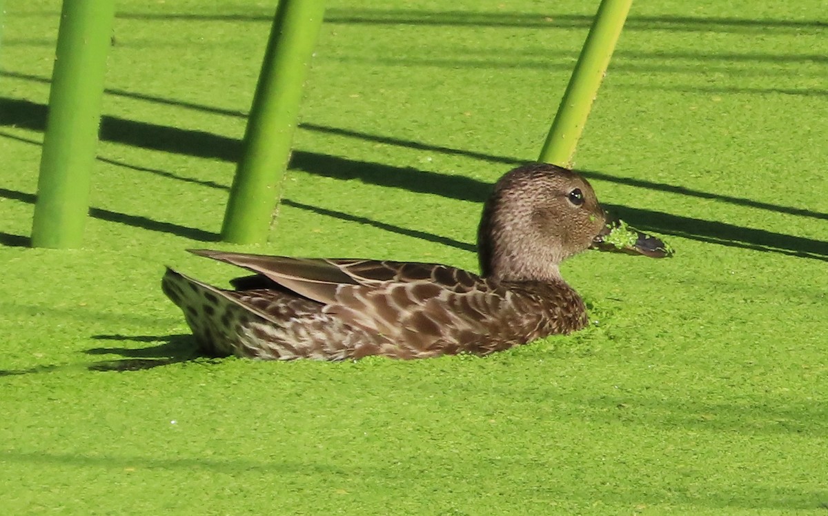 Alzavola cannella - ML642866334