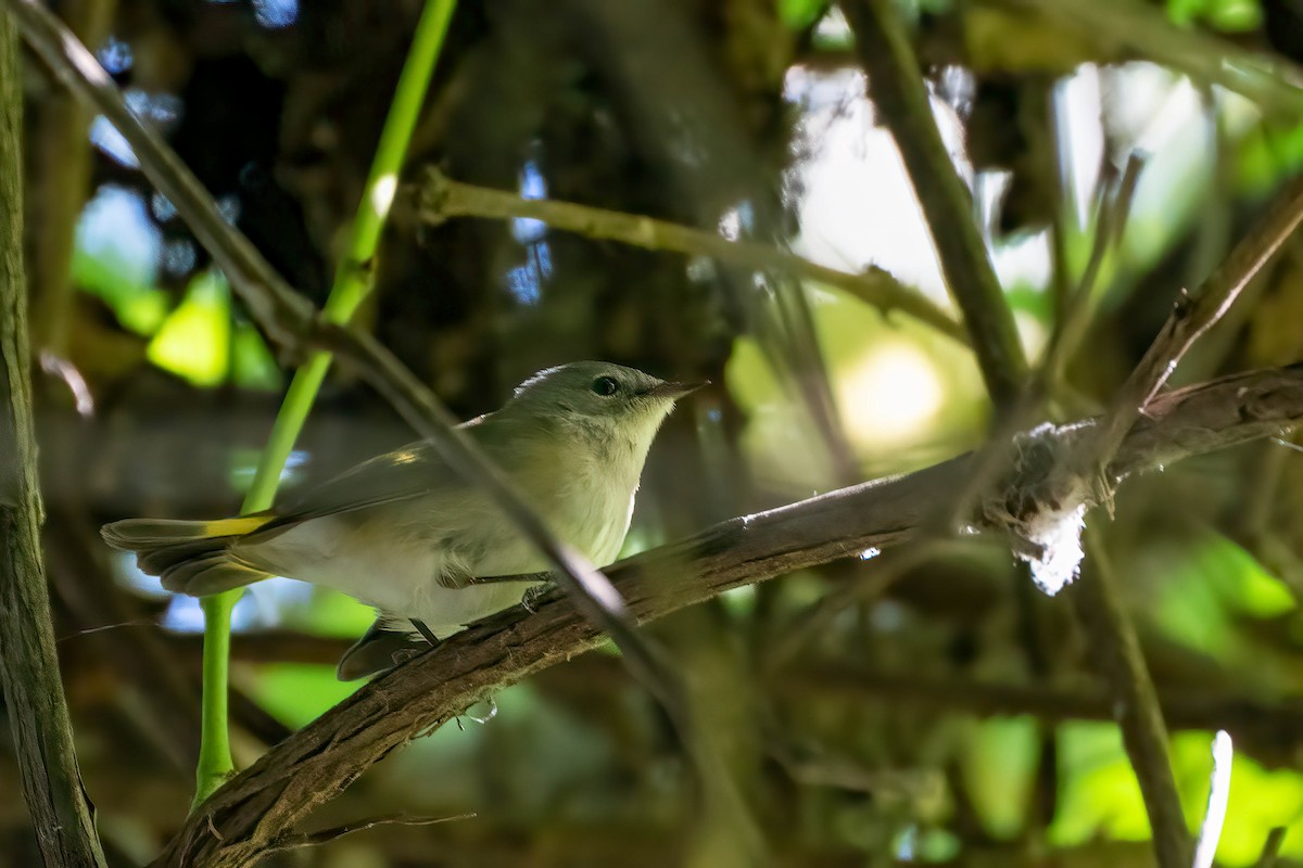 American Redstart - ML642866342