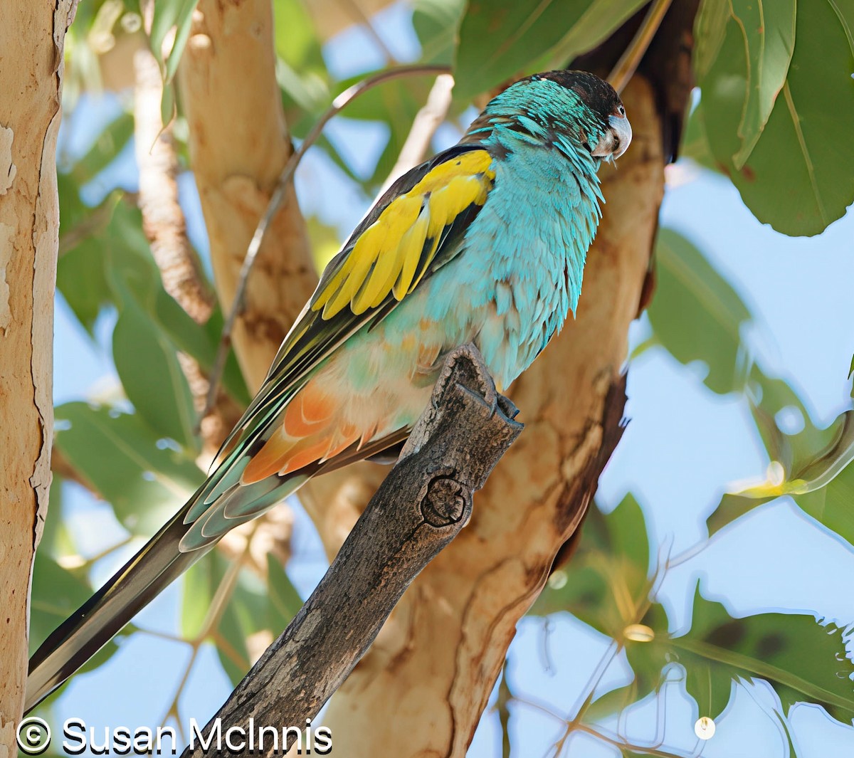 Hooded Parrot - ML642866343