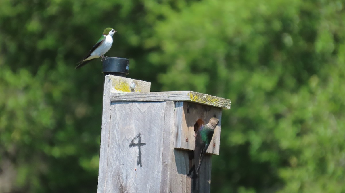 Violet-green Swallow - ML642866345