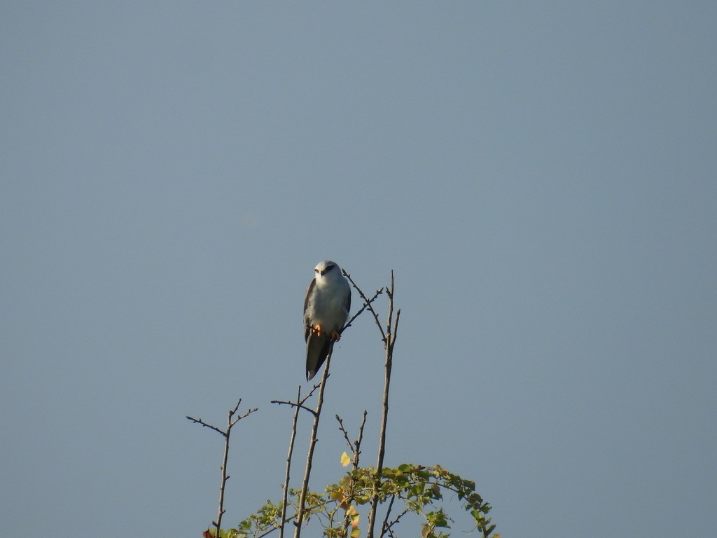 Black-winged Kite - ML642866346