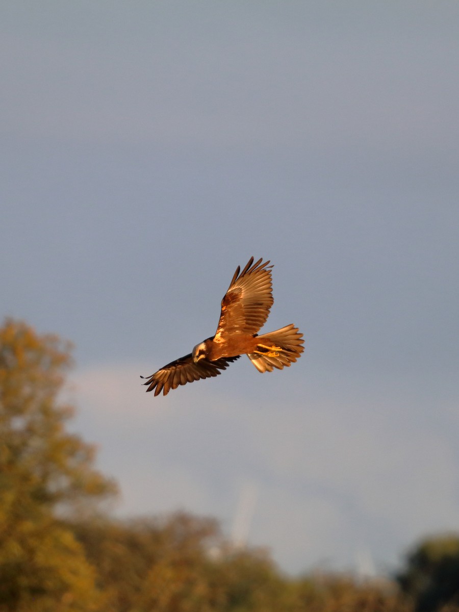 Falco di palude - ML642866348