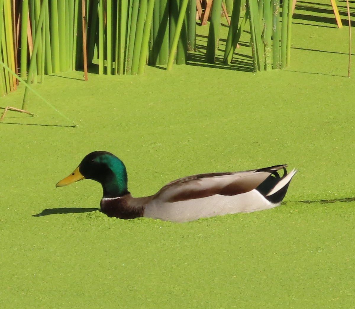 Mallard - ML642866349