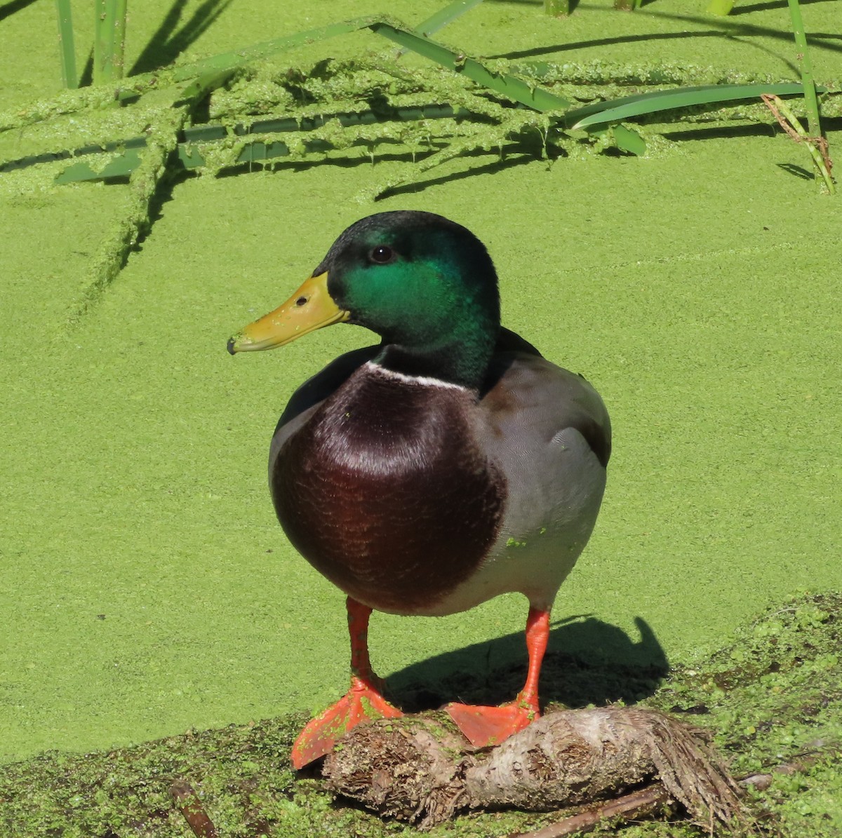 Mallard - ML642866350