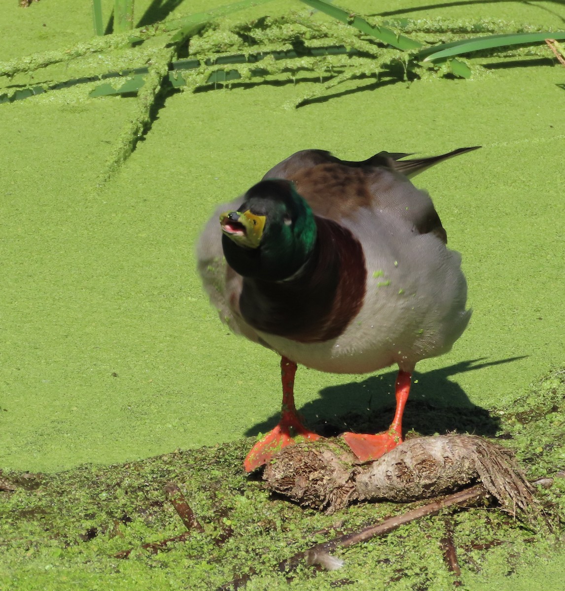 Mallard - ML642866351