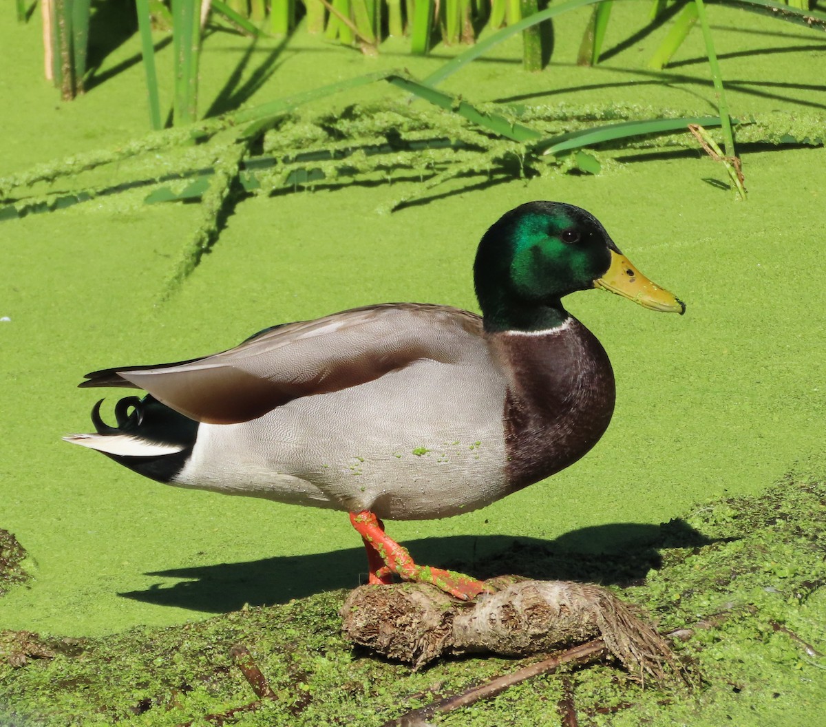 Mallard - ML642866352