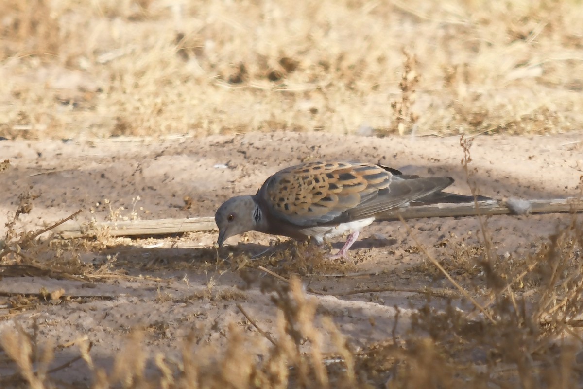 European Turtle-Dove - ML642866356