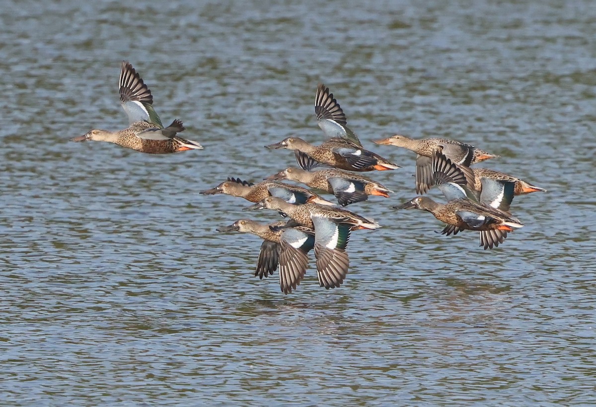 Northern Shoveler - ML642866369