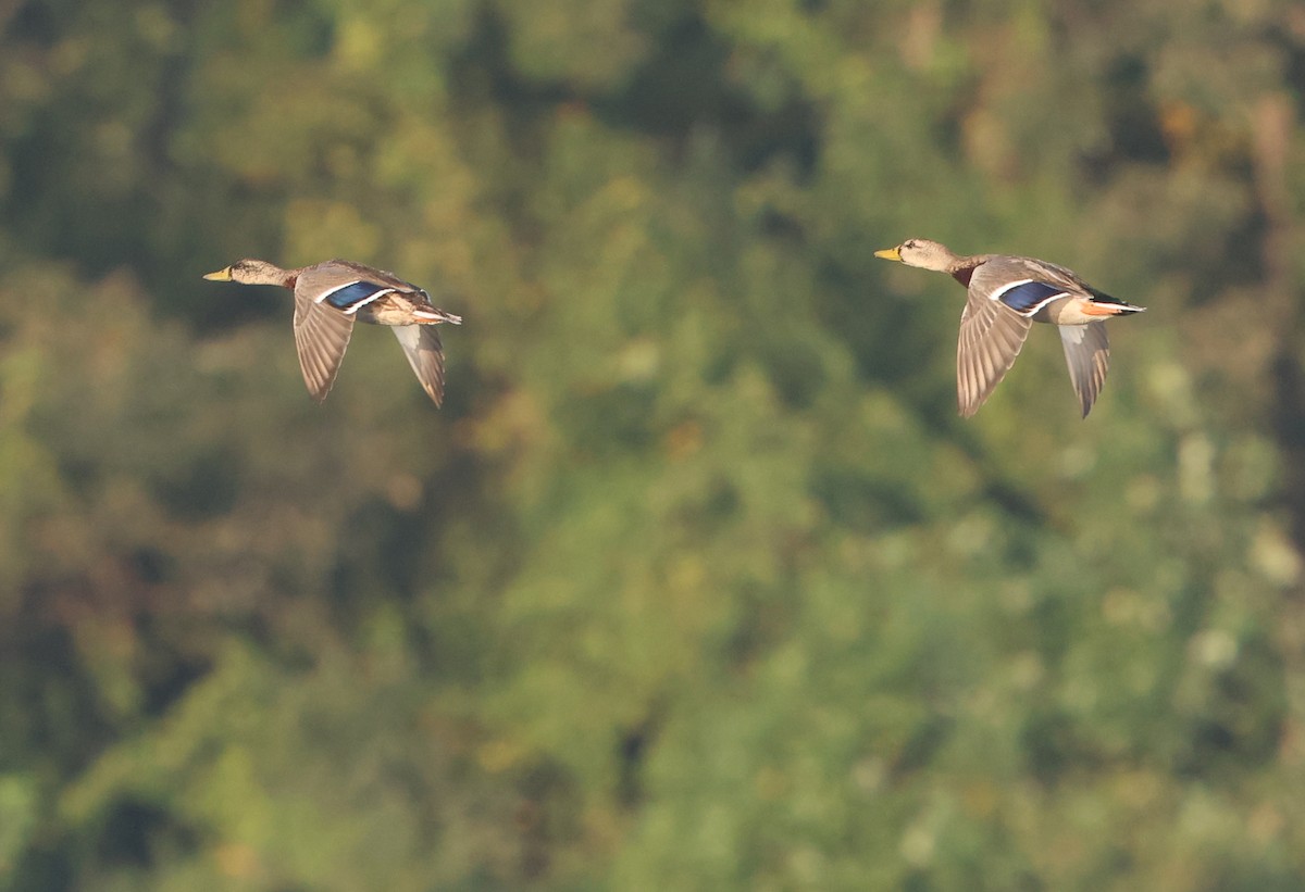Mallard - ML642866372
