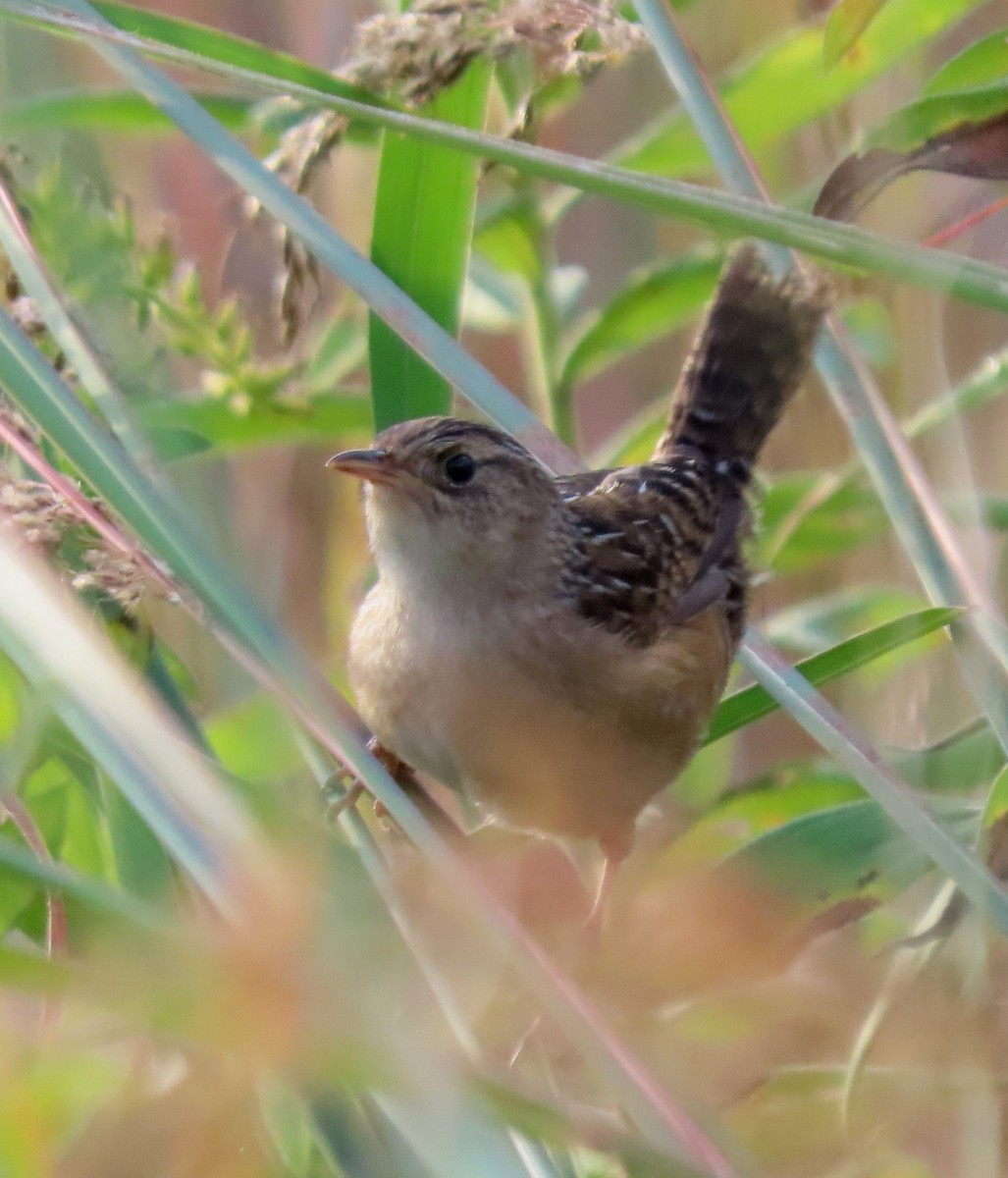 Sedge Wren - ML642866381