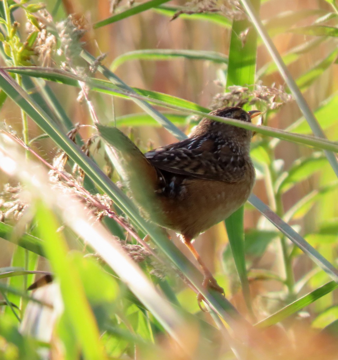 Sedge Wren - ML642866382