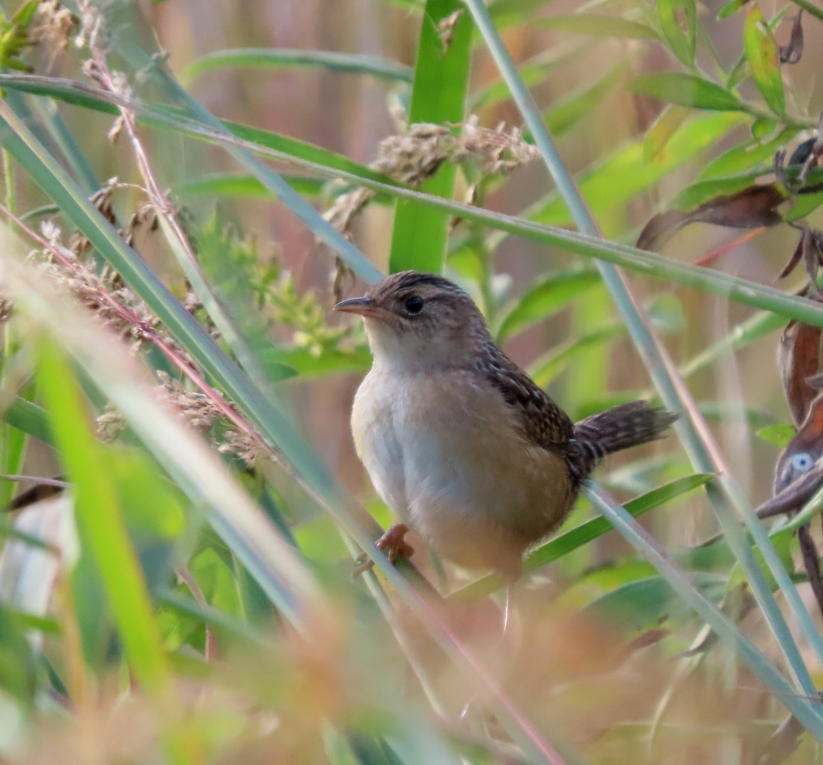Sedge Wren - ML642866383