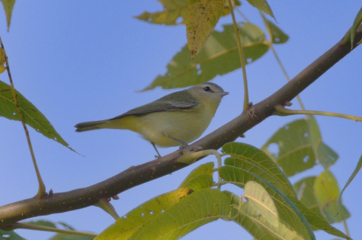 Philadelphia Vireo - ML642866387