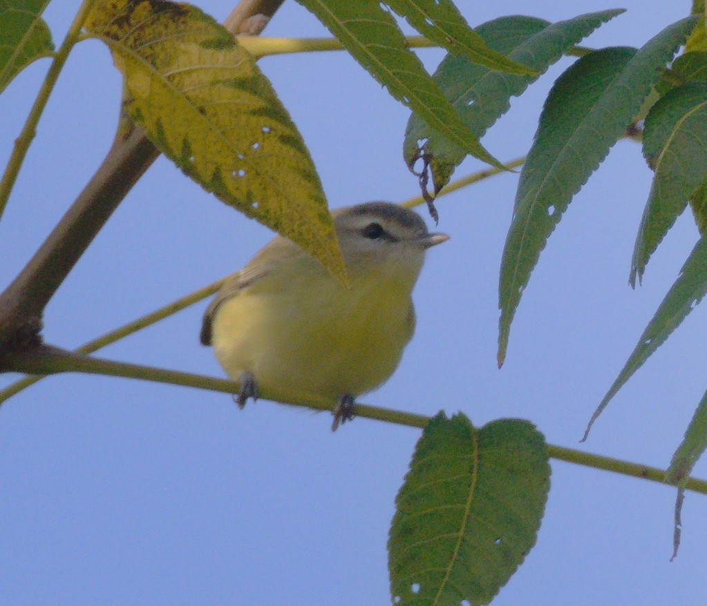 Philadelphia Vireo - ML642866388