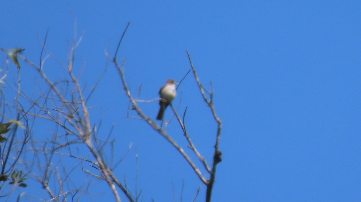 Ash-throated Flycatcher - ML642866390