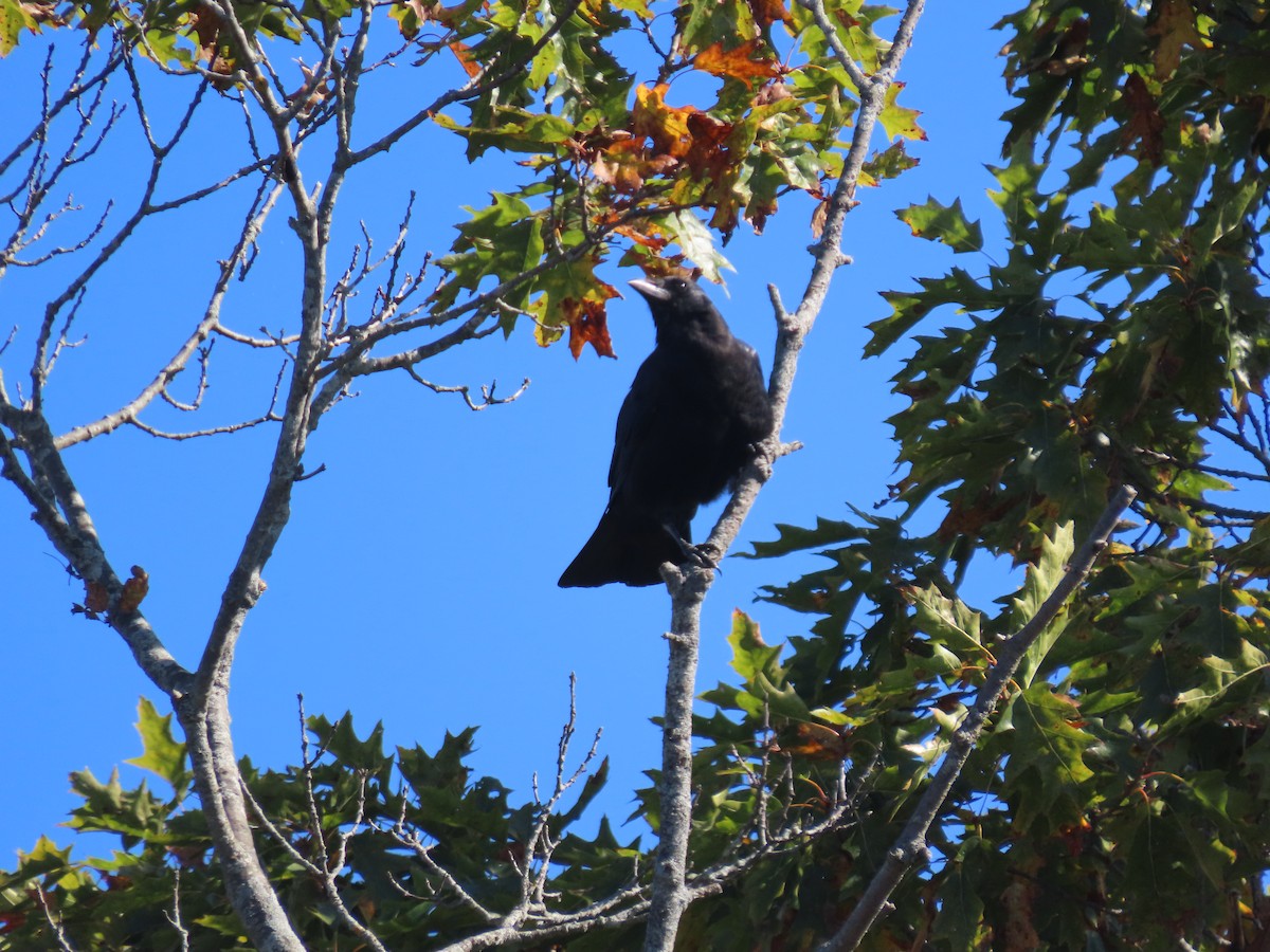 American Crow - ML642866391
