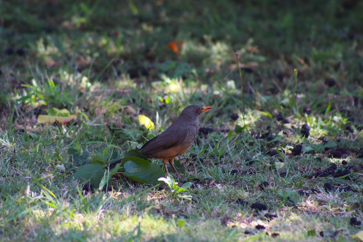 thrush sp. - ML642866392
