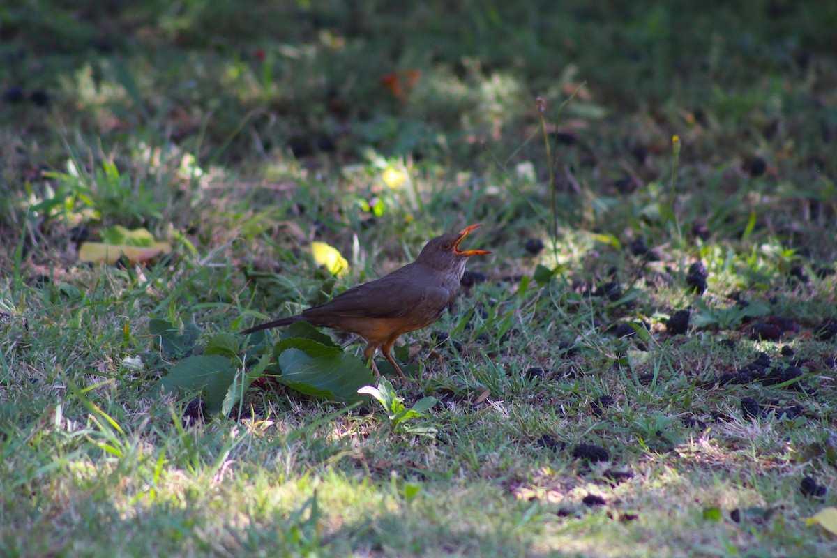 thrush sp. - ML642866393