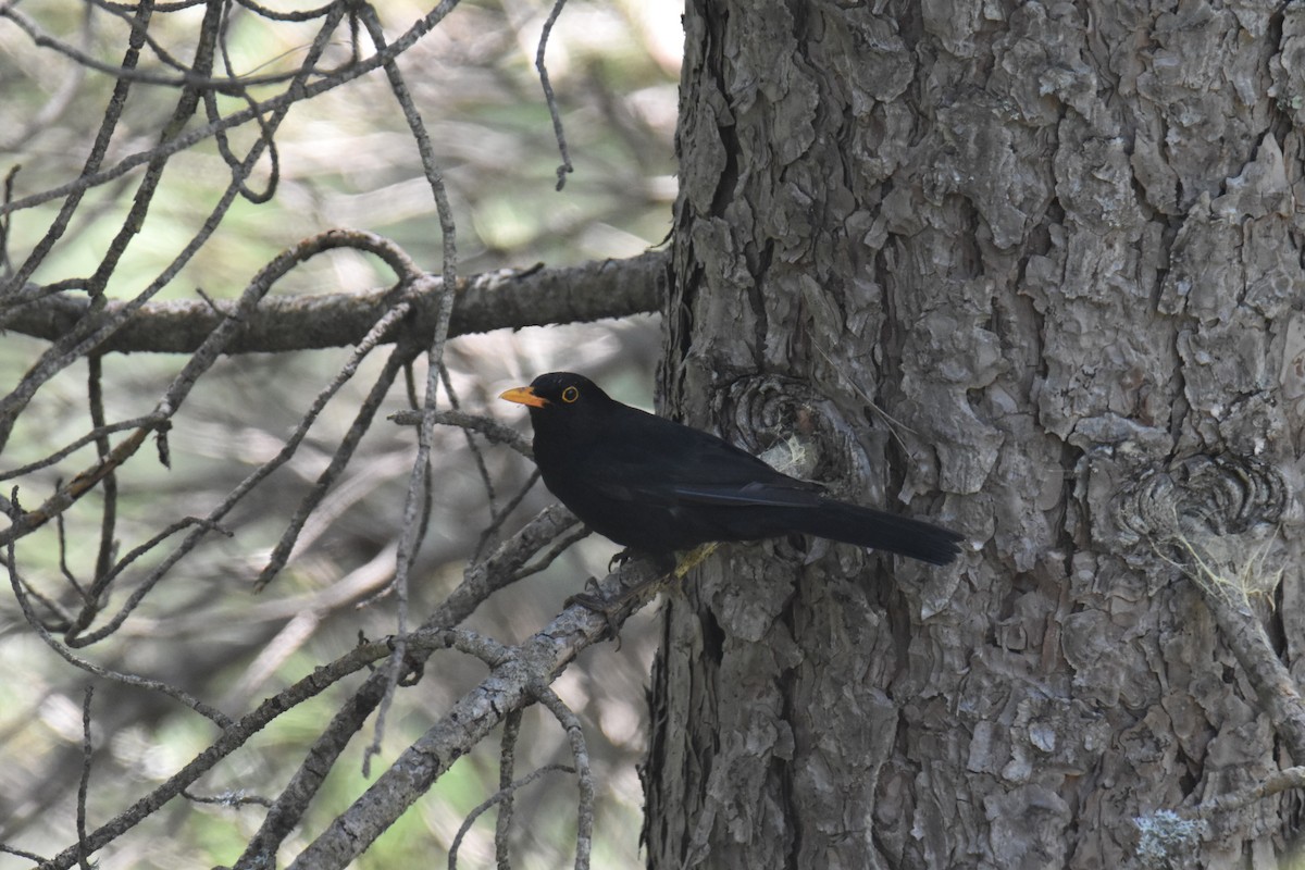Eurasian Blackbird - ML642866399