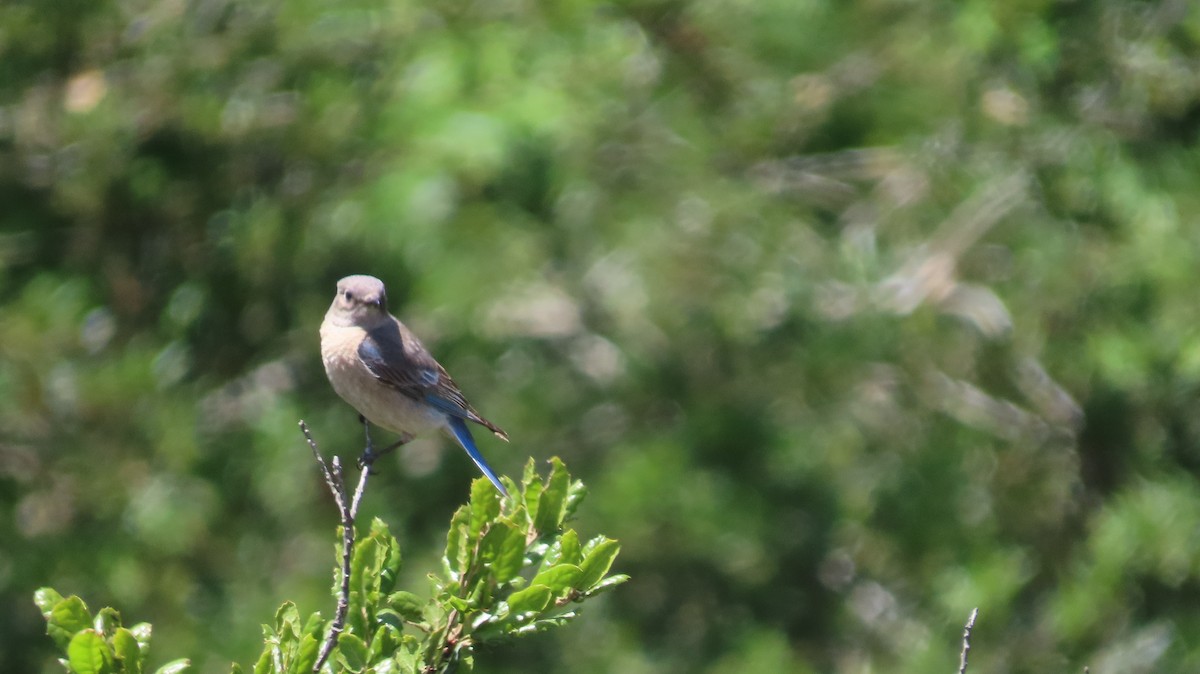 Western Bluebird - ML642866402