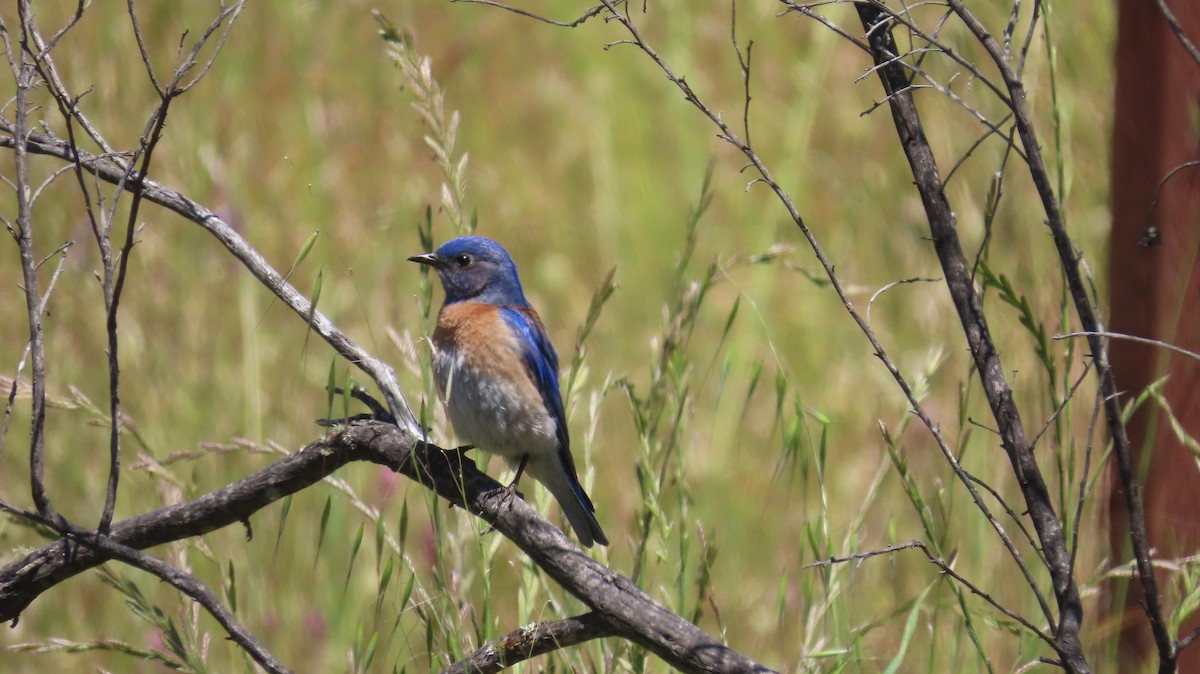 Western Bluebird - ML642866403