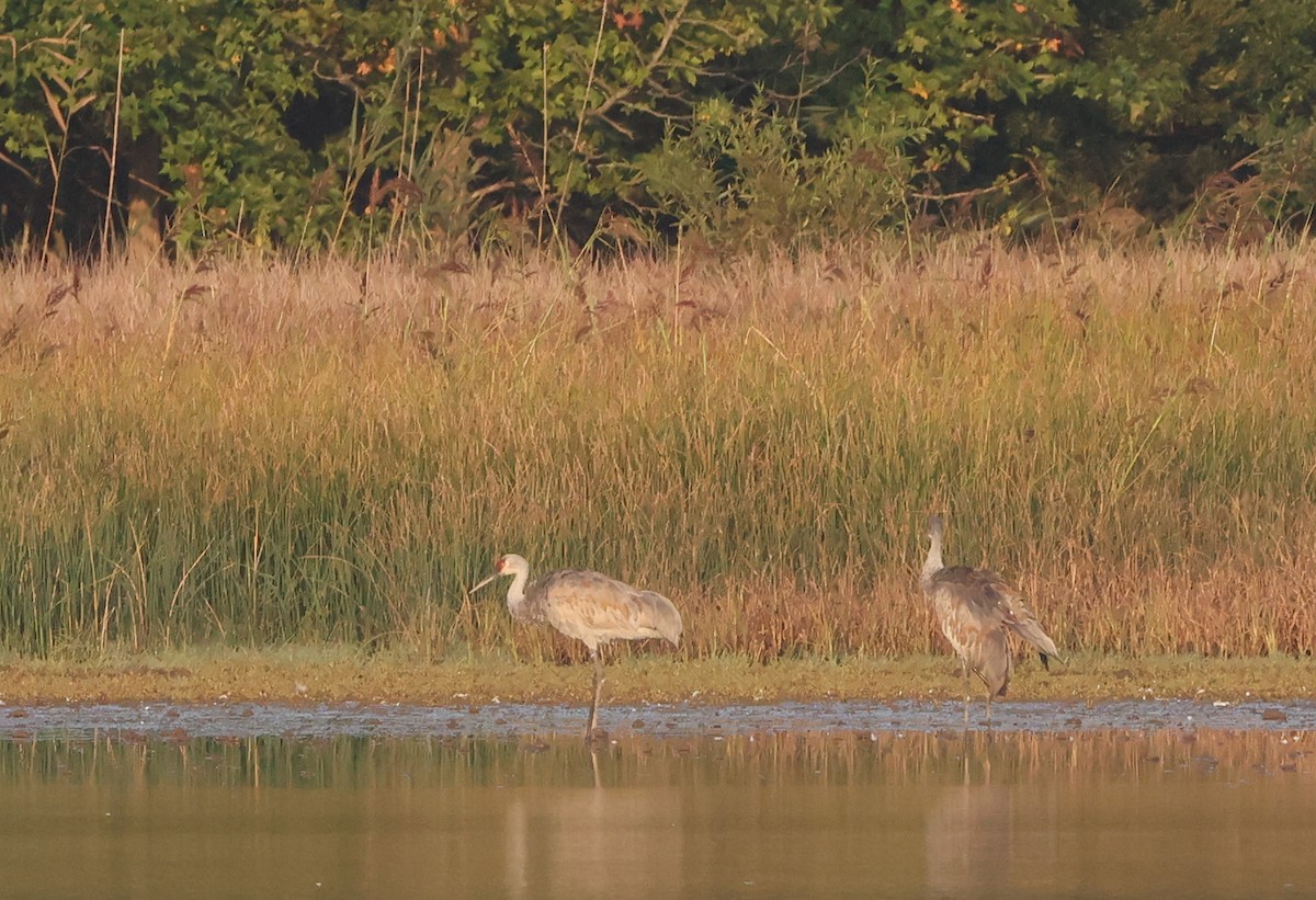 Sandhill Crane - ML642866404