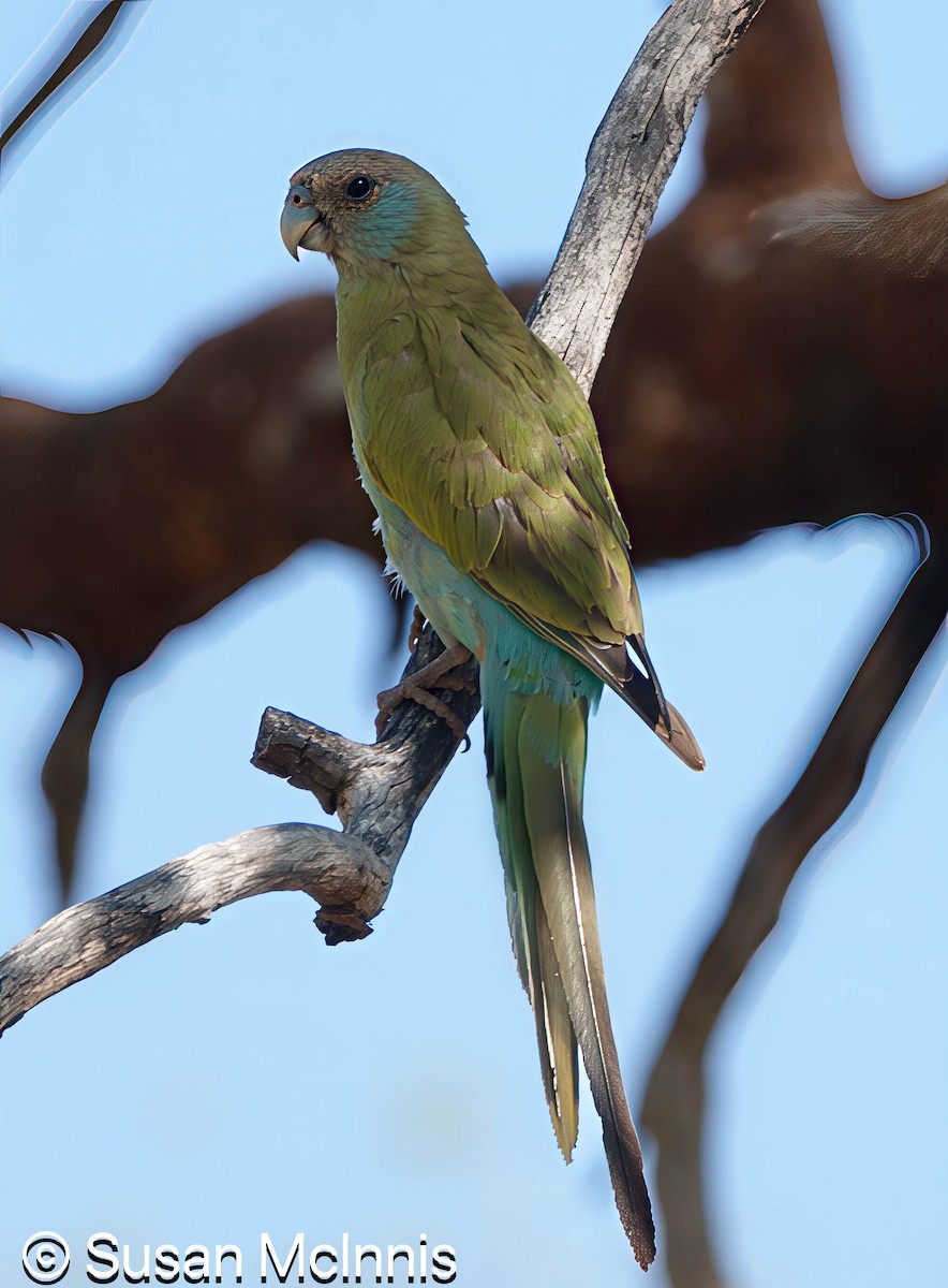 Hooded Parrot - ML642866407