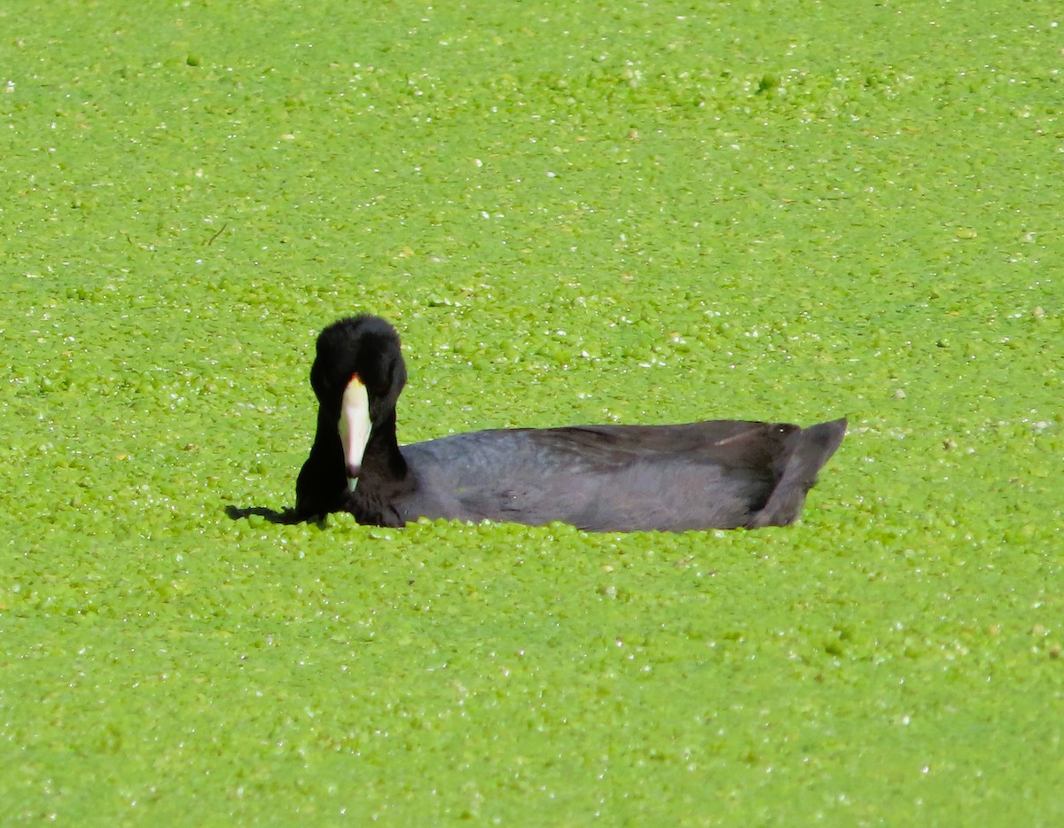 American Coot - ML642866410