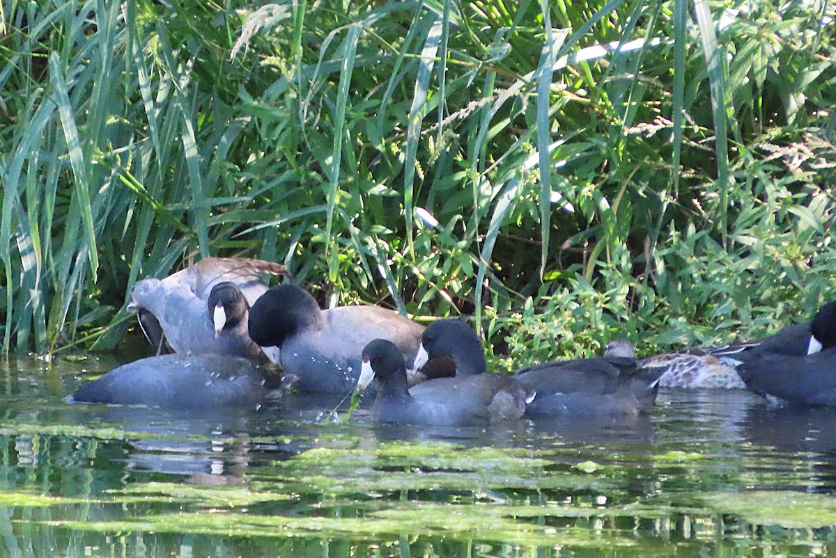 American Coot - ML642866411
