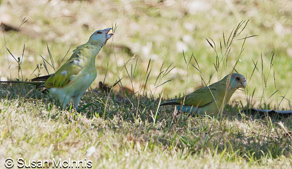 Hooded Parrot - ML642866431