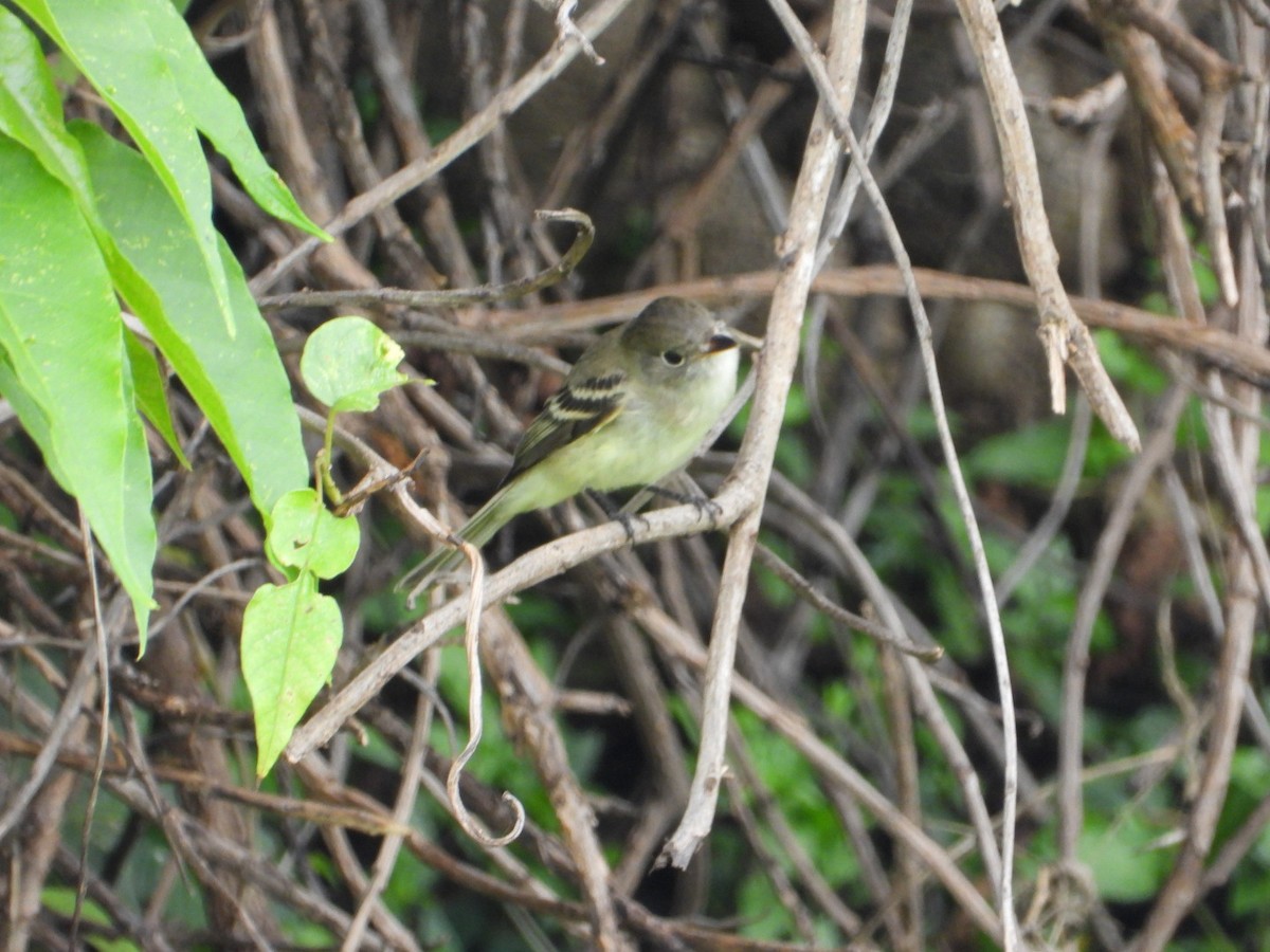 Empidonax sp. - ML642866438