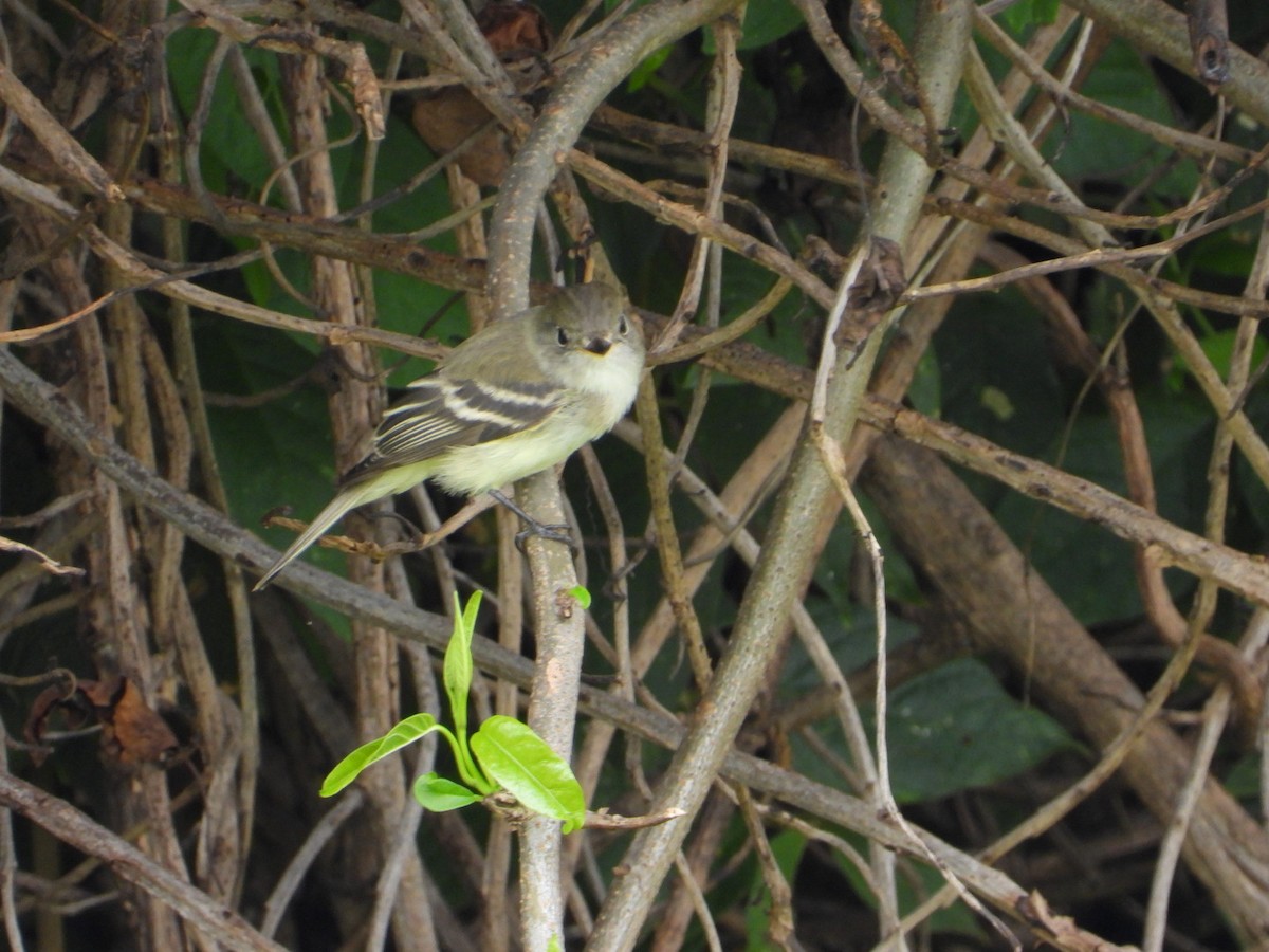 Empidonax sp. - ML642866439