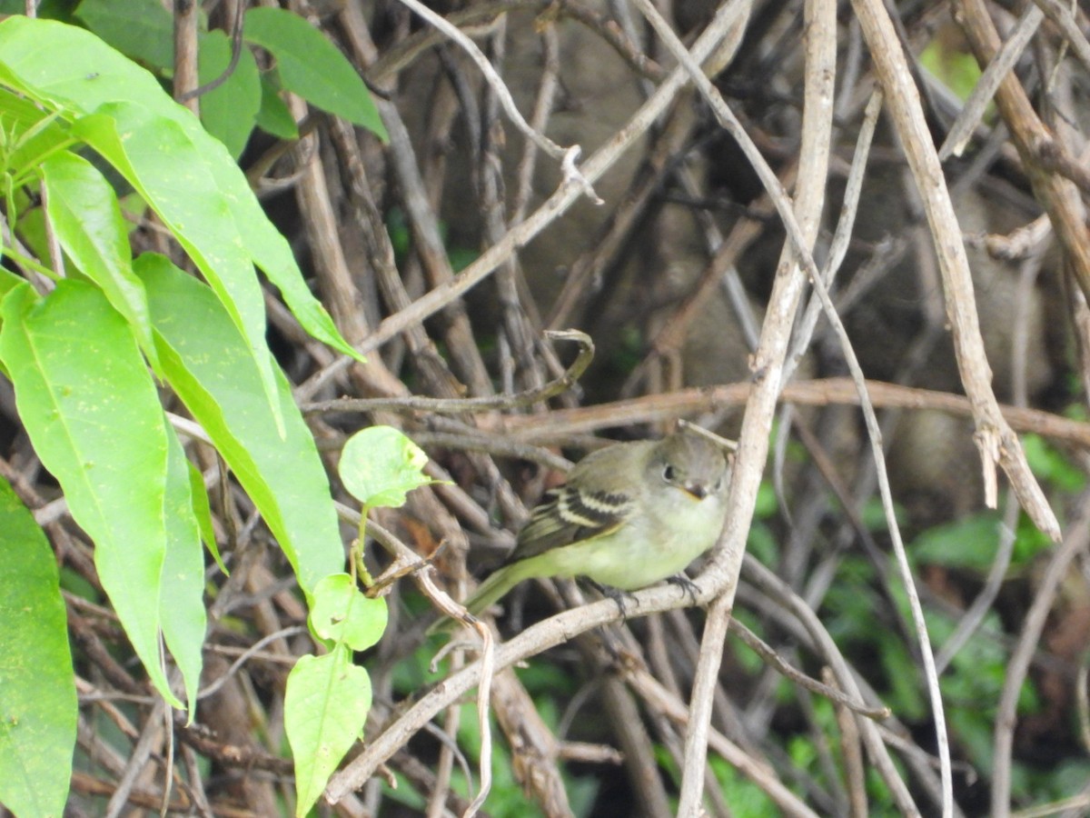 Empidonax sp. - ML642866440