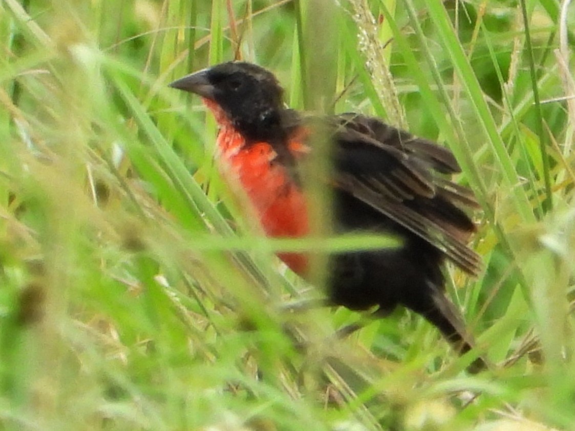 Red-breasted Meadowlark - ML642866443