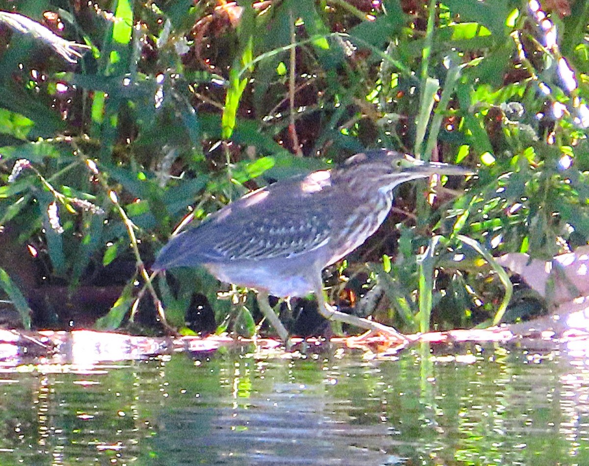 Koartzatxo berdea - ML642866446
