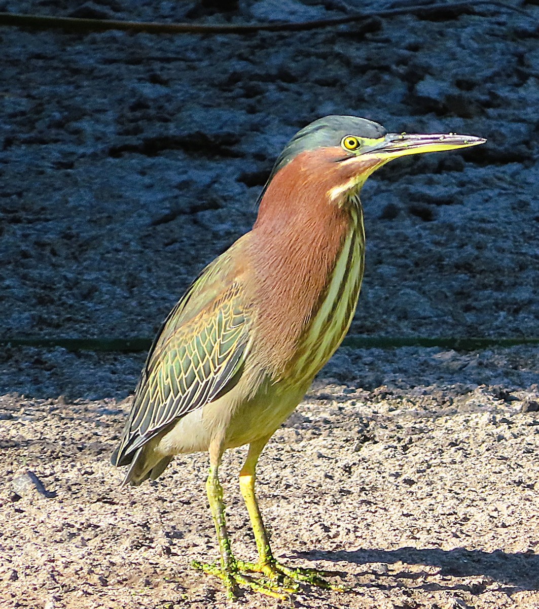 Koartzatxo berdea - ML642866447