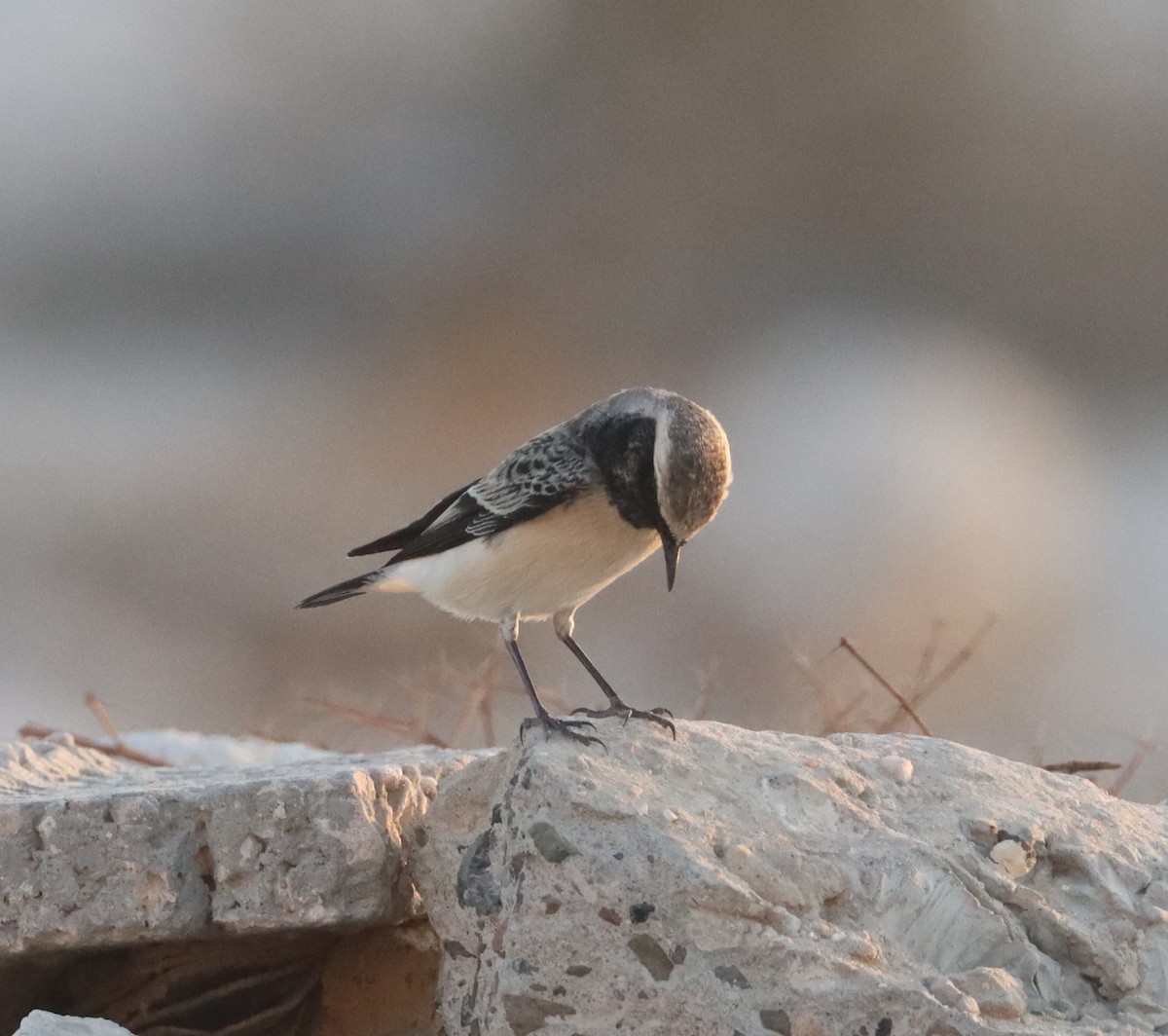Pied Wheatear - ML642866461