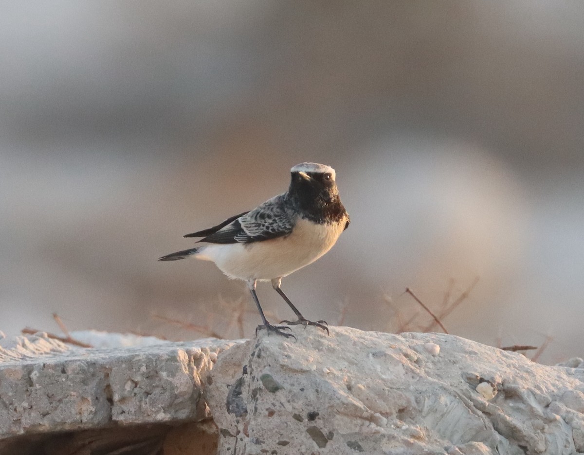 Pied Wheatear - ML642866463