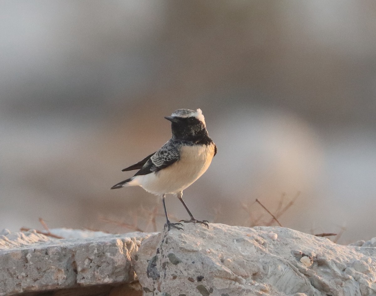 Pied Wheatear - ML642866464