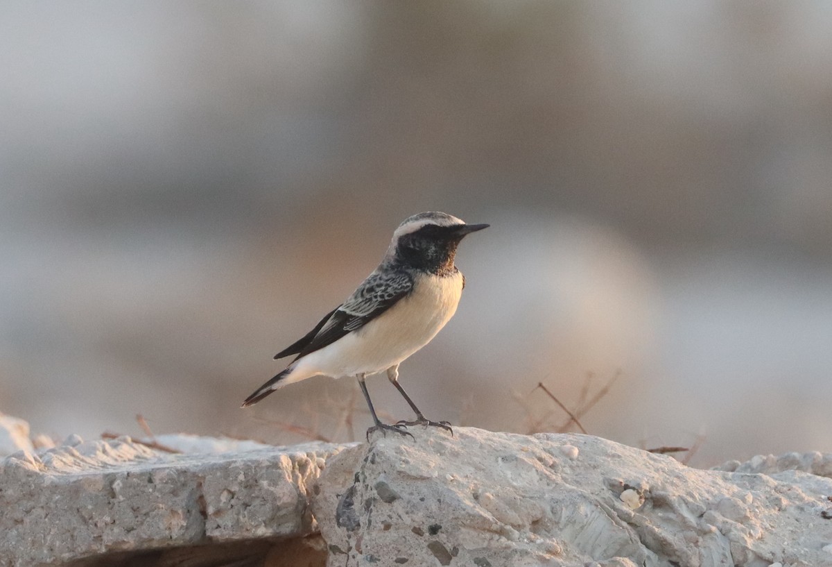 Pied Wheatear - ML642866465