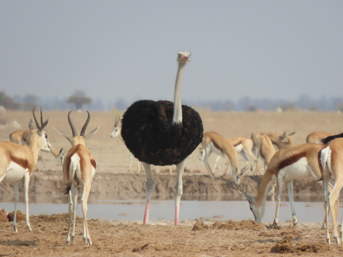 Common Ostrich - ML642866481